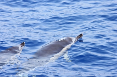 Golfinhos & snorkling_10