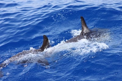 Golfinhos & snorkling_9